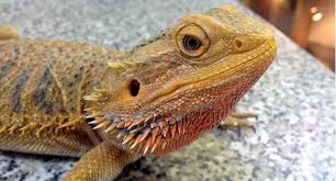 However, keep in mind that the american academy of pediatrics warns against reptiles as pets for young children because they can easily. Are Bearded Dragons Good Pets 5 Reasons To Say Yes Reptile Centre