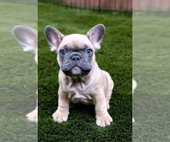 Copyright 2019 blue mountain french bulldogs all rights reserved. View Ad French Bulldog Puppy For Sale Near California San Diego Usa Adn 199749