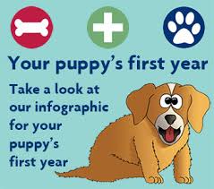 Giving your puppy vaccinations or shots is not for the faint of heart. Caring For Your Puppy From 6 Weeks To 12 Months Rspca