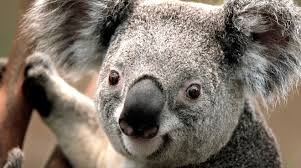 Resultado de imagen para animales en peligro de extincion en mexico