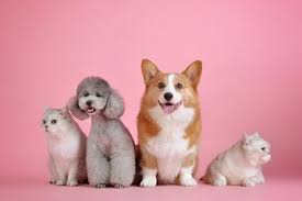 Dog parks, kennels, and your vet's office are hotspots for transmitting this illness. Hati Hati Virus Parvo Bisa Menyerang Kucing Dan Anjing Ketahui Mengenai Penyakit Parvo Dan Tandanya Pada Hewan Semua Halaman Bobo
