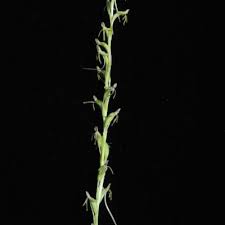 Image result for Habenaria filicornis