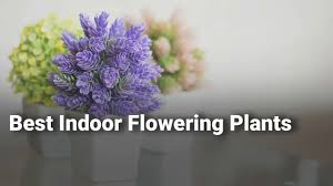 A list of 20 indoor plants that you can grow in the extremely bad lit corners of your home or office. Best Indoor Flowering Plants In India Complete List With Features Price Range Details 2019 Youtube