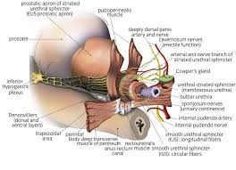 Image result for Radical Prostatectomy