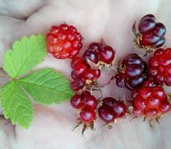Image result for Rubus iringanus