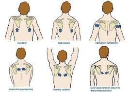 Shoulder Scapular Motionsthe Serratus Anterior Protracts And Upwardly Rotates The Scapula Physical Therapy Kinesiology Scapula