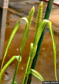 Image result for Setaria pumila
