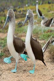 Bird With Blue Feet Galapagos Pin On Animals