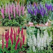 Вероника колосистая