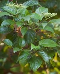 Image result for Premna mooiensis