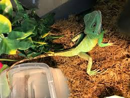 We did not find results for: Chinese Water Dragon Facts Steemkr