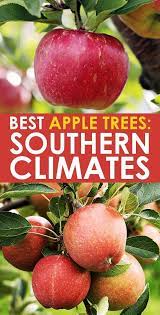 We didn't include any of the trees listed above because if it's listed above, you can grow it in zone 8. Best Apple Trees For Southern Climates Zone 8 10 Low Chill Hours Growing Fruit Trees Planting Apple Trees Growing Apple Trees