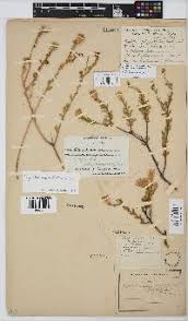 Image result for Pegolettia retrofracta