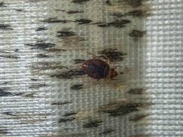 Image result for bedbugs on mattress