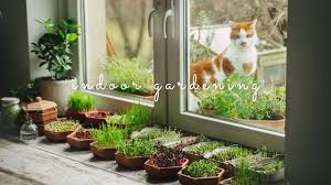 How to have a balcony garden. 11 Growing A Small Vegetable Garden On My Balcony 8sqm 2020 Youtube