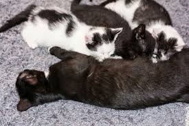 7 Cara Merawat Anak Kucing Yang Baru Lahir Tanpa Induk Hobinatang