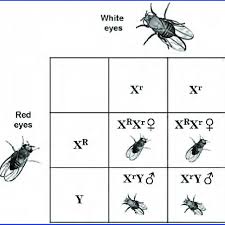 Which of the following properties is true of both benign tumors and malignant tumors? The Eye Color Gene Is Located On The X Chromosome One Of The Download Scientific Diagram