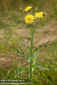 Image result for Sonchus friesii