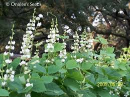 Early summer, early fall, late summer, mid summer. Pin On Yard Ideas