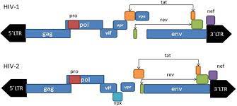 Inhibitory Effects Of Hiv 2 Vpx On Replication Of Hiv 1 Journal Of Virology