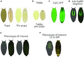 Pupa screening Representative images of pupae expressing different ...