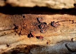 Contact pest flash exterminators for professional ants' control. 5 Best Pest Control Companies In Devonport