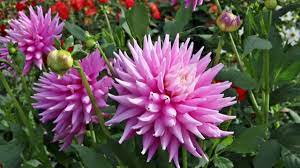 Zwischen duftenden blumen und sträuchern verbringen wir im sommer sonnige stunden. Wunderschone Blumen Im Garten Youtube