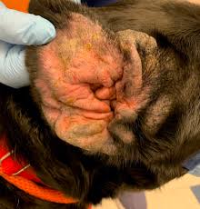 Image result for abscess dog's ear flap