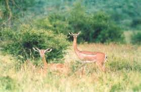 Image result for Harpachne schimperi