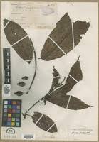 Image result for Rinorea brachypetala