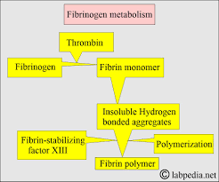 Image result for Fibrinogen