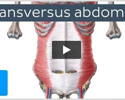 Image of Transversus abdominis muscle anatomy