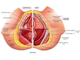 A variably thick muscular membrane called a diaphragm coccygeus and levator ani muscles (iliococcygeus, puborectalis the lower part of the pelvis is sealed off by a muscular diaphragm and perineal membrane known as the pelvic floor. Some Thoughts On The Pelvis Art Of Thai Massage