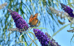 Butterfly bush need full sun. Grow Butterfly Bush Here S Why And How The Garden Glove