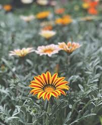 Just Living Is Not Enough One Must Have Sunshine Just Living Is Not Enough One Must Have Sunshine Freedom And A Little Flower Hans Christian Andersen Bouddibody Flowers Toxin Free Beauty Instagram