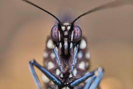 Pin En Macro Animales