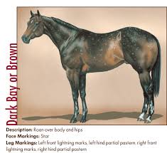 Whats In A Spot Appaloosa Horse Coat Genetics