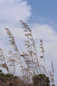 Image result for Themeda