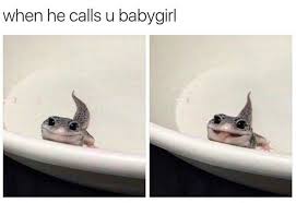 Gecko Sticks Its Tongue Out Cute Animal Memes Funny Pictures Funny Animals