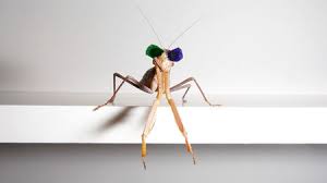 Check spelling or type a new query. World S Tiniest 3d Glasses Reveal How Praying Mantises See The World Science Aaas