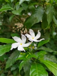 Image result for Tabernaemontana eglandulosa