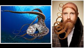 5.1 imdb puanı 9.5 site puanı 8070 i̇zlenme 6 yorum. The Dodo On Twitter Pippa Ehrlich The Co Director Of The Hit Film My Octopus Teacher Takes Us On A Frigid Underwater Dive Into The Living Breathing Kelp Forests Of South Africa Psychedelic