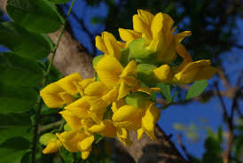 Image result for Calpurnia aurea