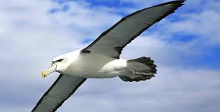 Albatross facts | Birds | BBC Earth | BBC Earth