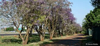 Image result for Bolusanthus