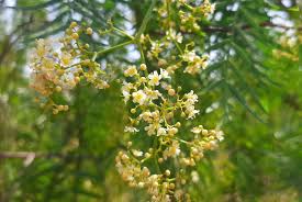 Image result for Schinus