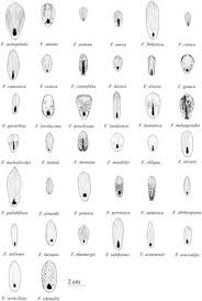 Rare viktoriya o actualmente red royz. Frontiers Functional Diversity Of Nectary Structure And Nectar Composition In The Genus Fritillaria Liliaceae Plant Science