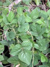 Image result for Neonotonia