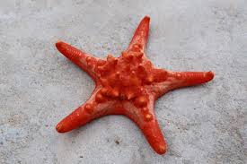 Kartun gambar lucu doodle muda gadis wajah potret avatar sketsa. Pantai Rare Boleh Sampai Tersepak Cangkerang Dan Tapak Sulaiman Gamaknya Pelancongan Explorasa Forum Cari Infonet