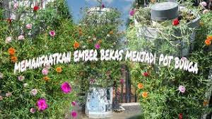 Ide kreatif bagaimana cara menanam tanaman bunga krokot atau bunga sepuluh jam model terbaru, belum banyak yang tahu. Cara Tanam Bunga Krokot Di Lahan Sempit Ide Kreatif
